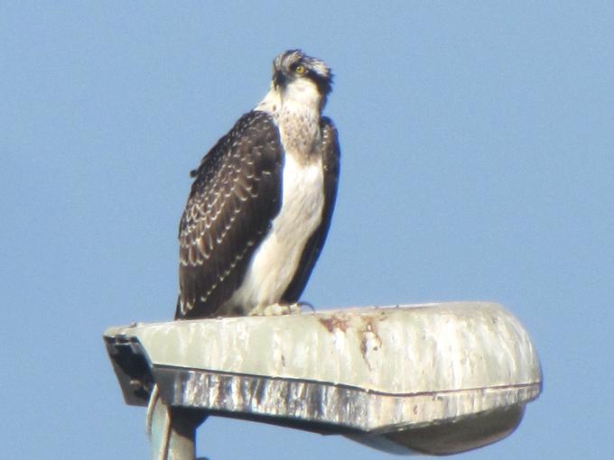 Falco pescatore